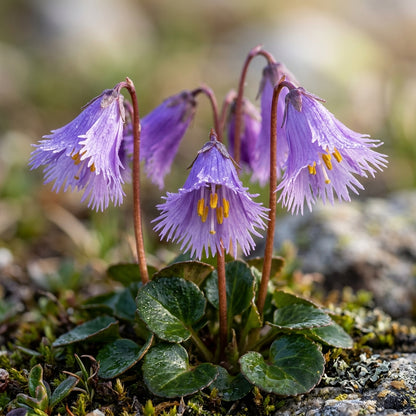 Soldanella Montana Flower Seeds