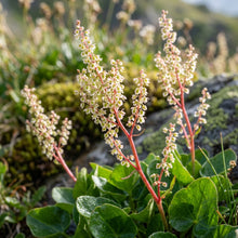Oxyria Digyna Plant Seeds For Planting