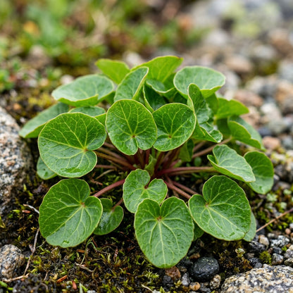 Oxyria Digyna Plant Seeds For Planting