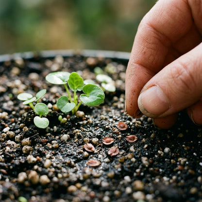 Oxyria Digyna Plant Seeds For Planting