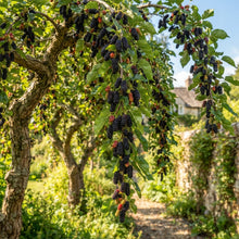 Weeping Mulberry Morus alba 'Pendula Seeds for Planting