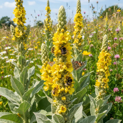 Great Mullein Flower Seeds for Planting