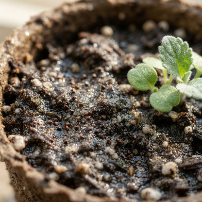 Great Mullein Flower Seeds for Planting