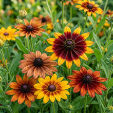 Multicolored Susan Flower Seeds for Planting