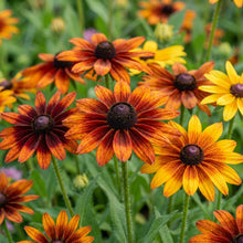 Multicolored Susan Flower Seeds for Planting