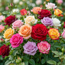 Mixed Multicolored Rose Seeds – Garden Rose Collection