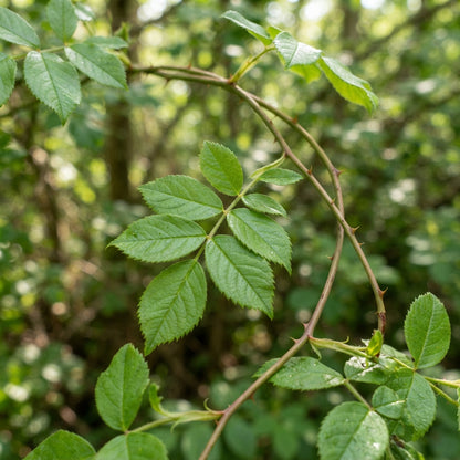 Rosa multiflora Flower Seeds for Planting