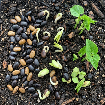 Sophora Japonica Seeds Japanese Pagoda Tree Seeds Styphnolobium japonicum