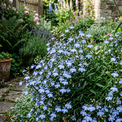 Lobelia Cambridge Blue Seeds – Soft Blue Flowers