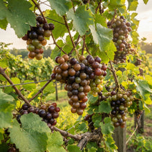 Muscadine Grape Seeds for Planting