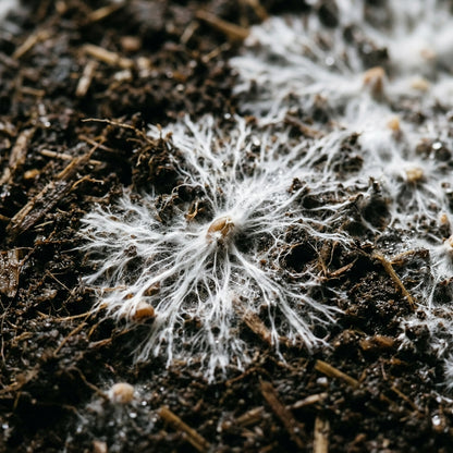 White Button Mushroom Spawn
