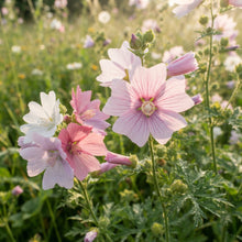 Musk Mallow Flower Seeds for Planting