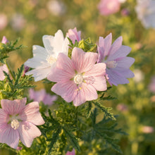 Musk Mallow Flower Seeds for Planting