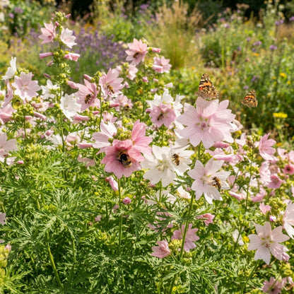Musk Mallow Flower Seeds for Planting