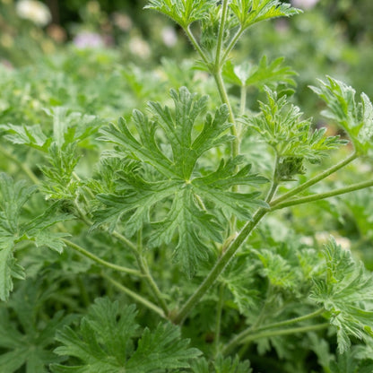 Musk Mallow Flower Seeds for Planting