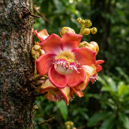 Naga Linga (Shiva Linga) Flower Seeds for Planting