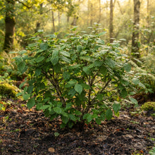 Nannyberry Viburnum Seeds for Planting