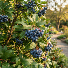 Nannyberry Viburnum Seeds for Planting