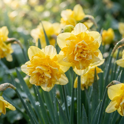 Narcissus Tete Boucle Flower Seeds - Double Daffodil Flower Seeds for Garden