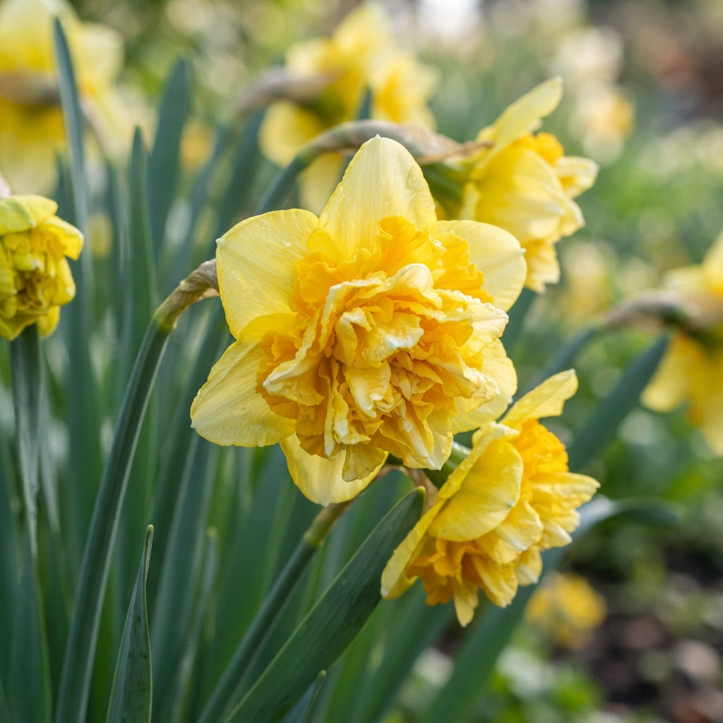 Narcissus Tete Boucle Flower Seeds - Double Daffodil Flower Seeds for Garden