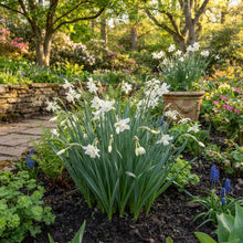 Narcissus  Thalia White Daffodil Seeds for Planting