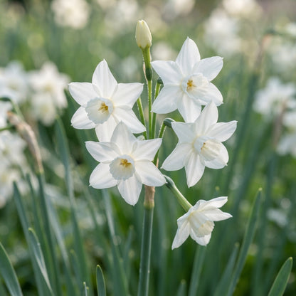 Narcissus  Thalia White Daffodil Seeds for Planting