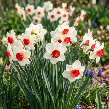 Narcissus White Red Seeds for Garden Planting