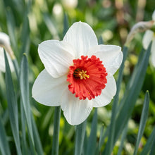Narcissus White Red Seeds for Garden Planting