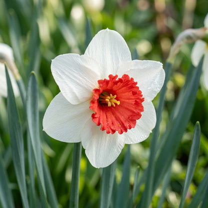 Narcissus White Red Seeds for Garden Planting