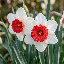 Narcissus White Red Seeds for Garden Planting