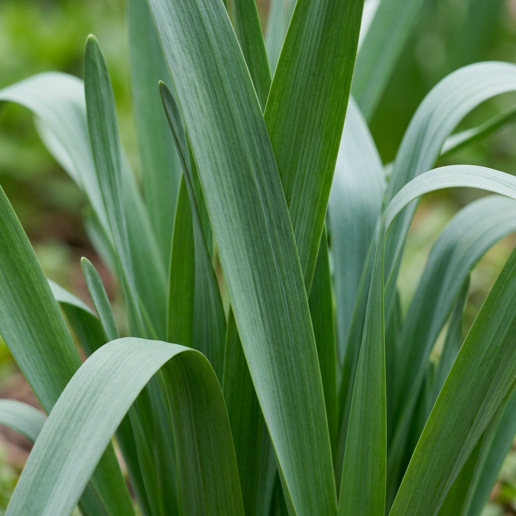 Narcissus White Red Seeds for Garden Planting