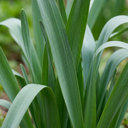 Narcissus White Red Seeds for Garden Planting