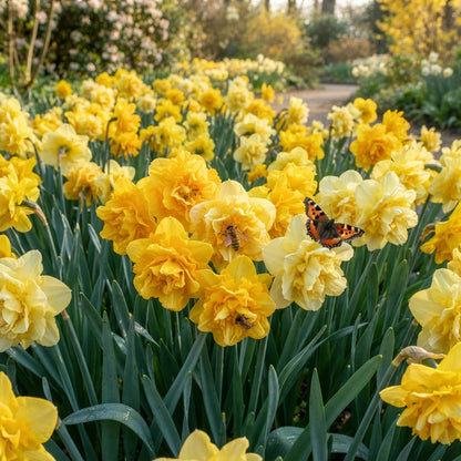Narcissus Tete Boucle Flower Seeds - Double Daffodil Flower Seeds for Garden