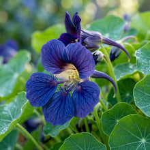 Nasturtium Blue Pepe Flower Seeds - Nasturtium Seeds for Garden