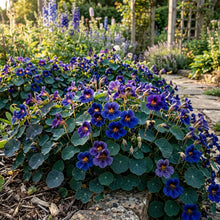 Nasturtium Blue Pepe Flower Seeds - Nasturtium Seeds for Garden