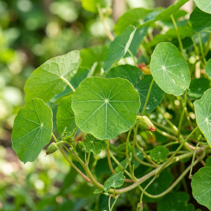 Organic Nasturtium Jewel Mix Seeds – Vibrant Garden Flowers