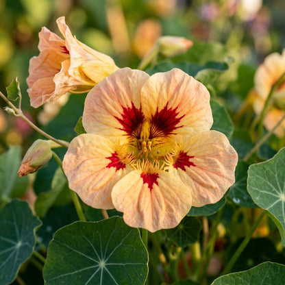 Nasturtium Peach Melba Seeds – Soft Peach Blooms