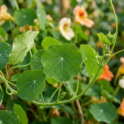 Nasturtium Peach Melba Seeds – Soft Peach Blooms