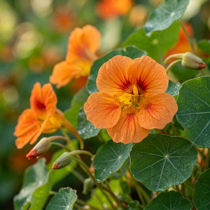 Nasturtium Baby Orange Seeds for Planting
