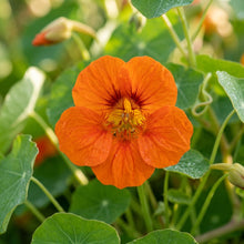 Nasturtium Baby Orange Seeds for Planting