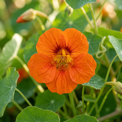 Nasturtium Baby Orange Seeds for Planting