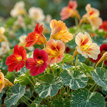 Nasturtium Tom Thumb Alaska Mix Flower Seeds For Planting