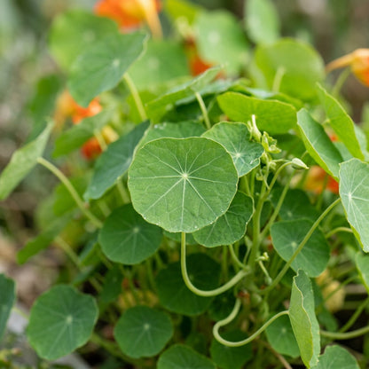 Nasturtium Baby Orange Seeds for Planting