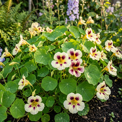 Lady Bird Cream Purple Nasturtium Flower Seeds For Planting