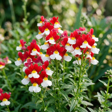 Nemesia Red and White Flower Seeds For Planting