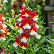 Nemesia Red and White Flower Seeds For Planting