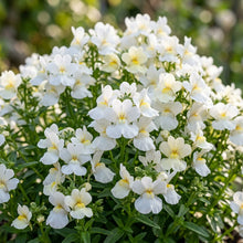 Nemesia Snowflakes Flower Seeds For Planting