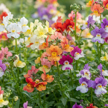 Nemesia Carnival Mix Flower Seeds for Garden Planting