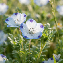 Nemophila Five Spot Wildflower Seeds for Planting