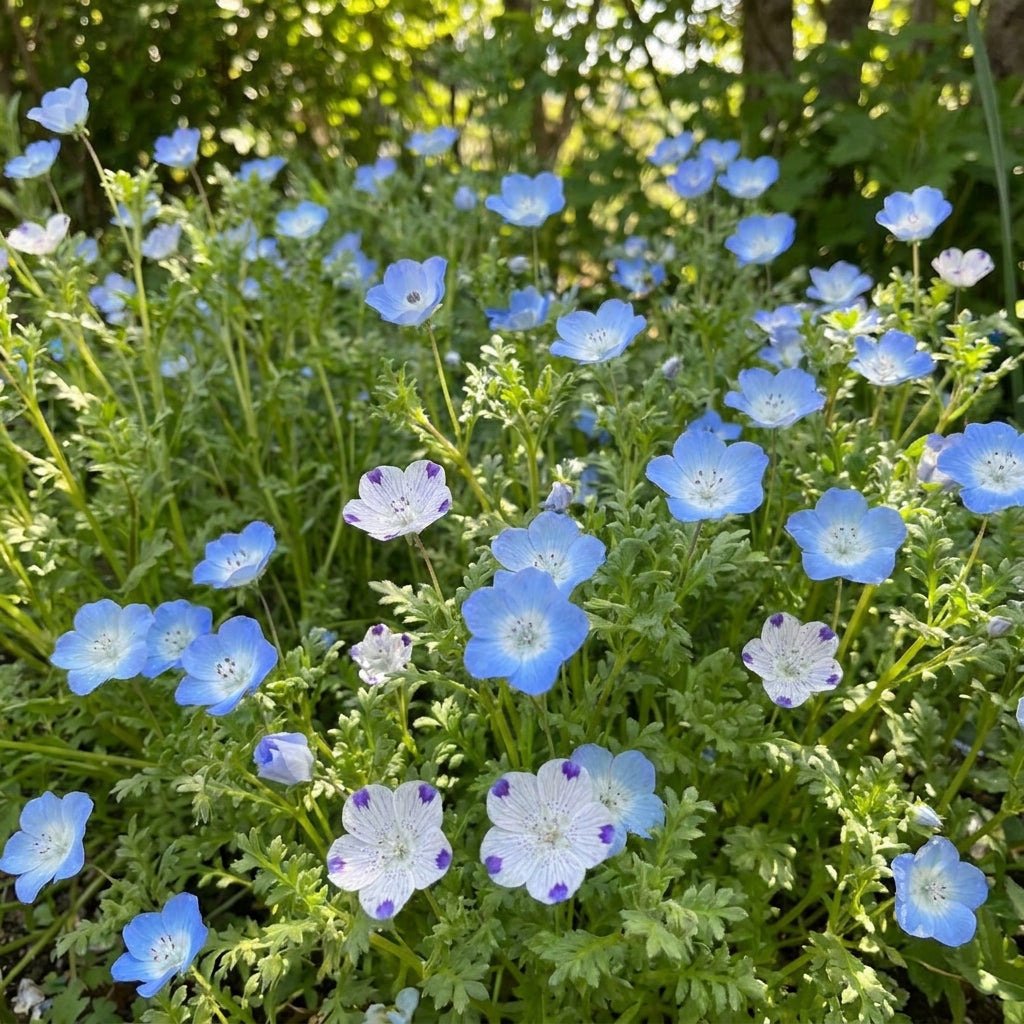 Nemophila Menziesii Flower Seeds For Planting